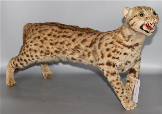 A taxidermic ocelot